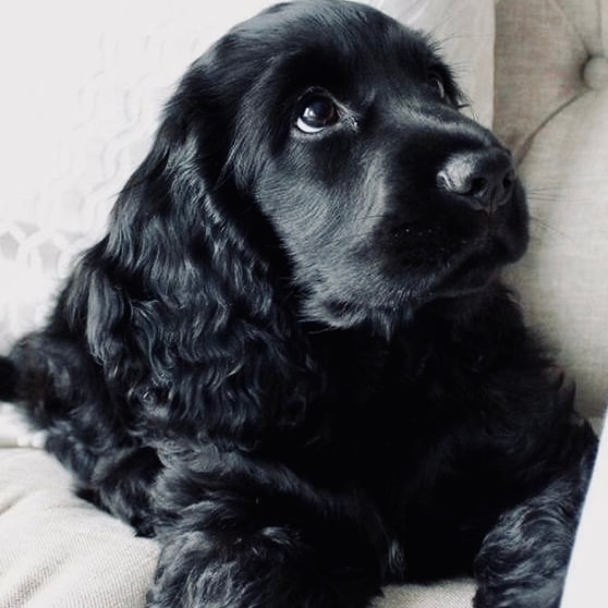 Black cocker spaniel puppy portrait — the face of the Pupwear community