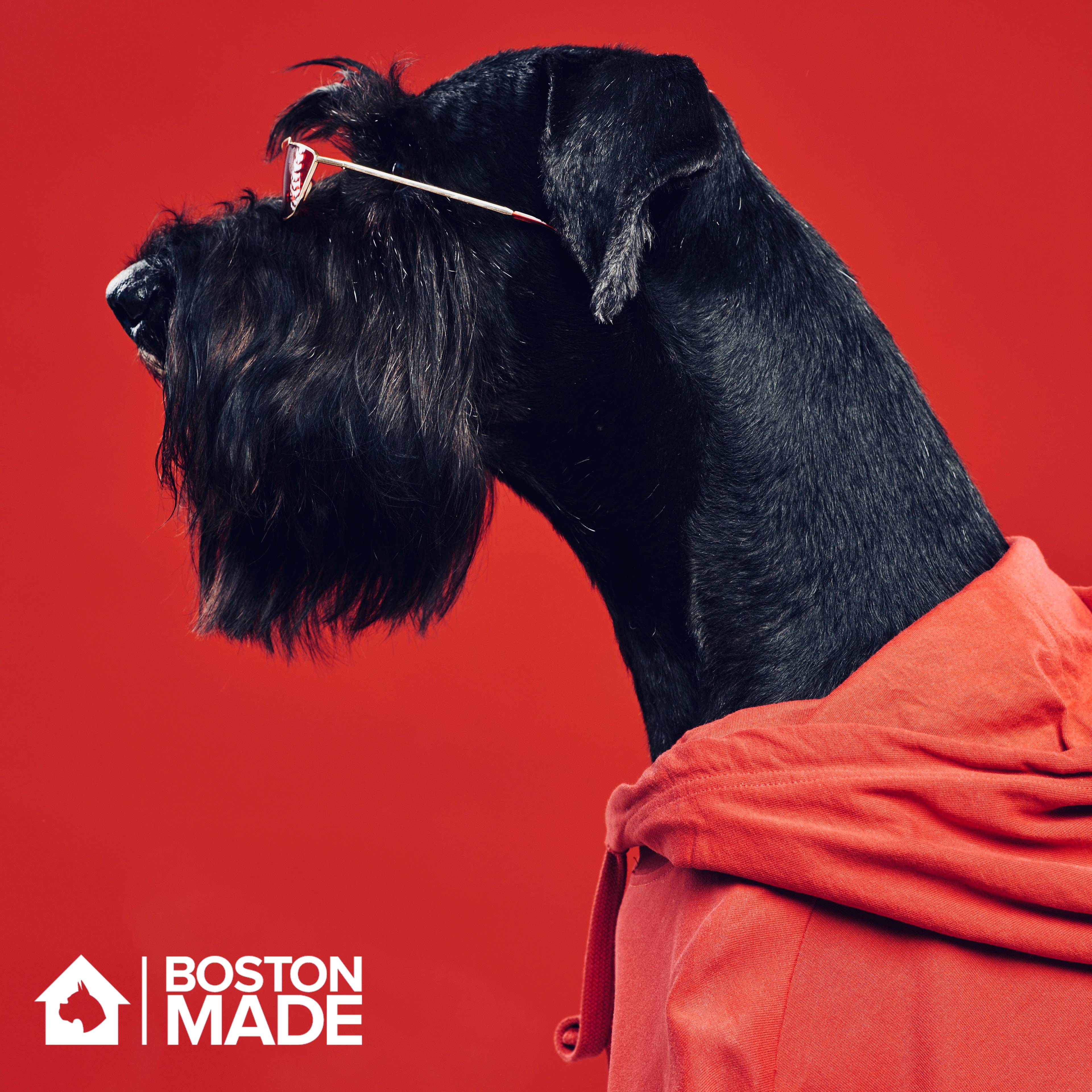 Black dog in a red Boston Made hoodie — a portrait of warmth and community