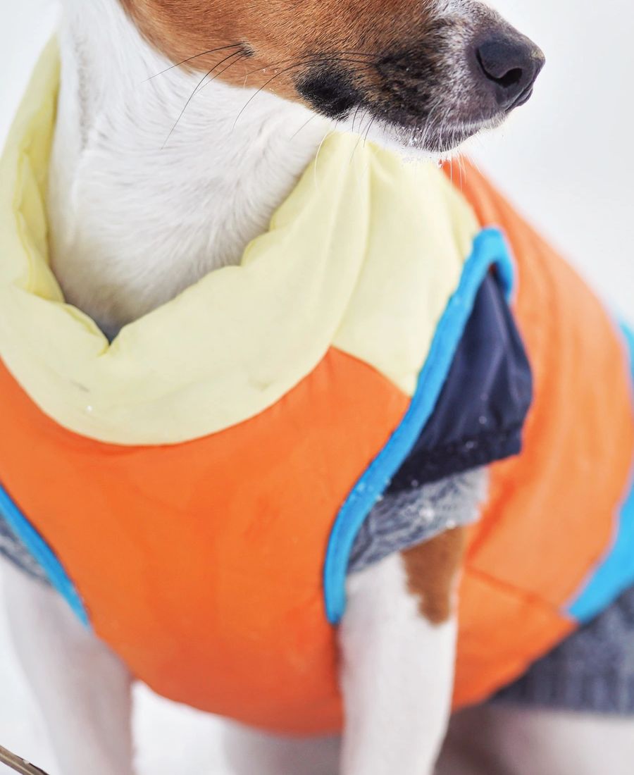Dog in a winter jacket