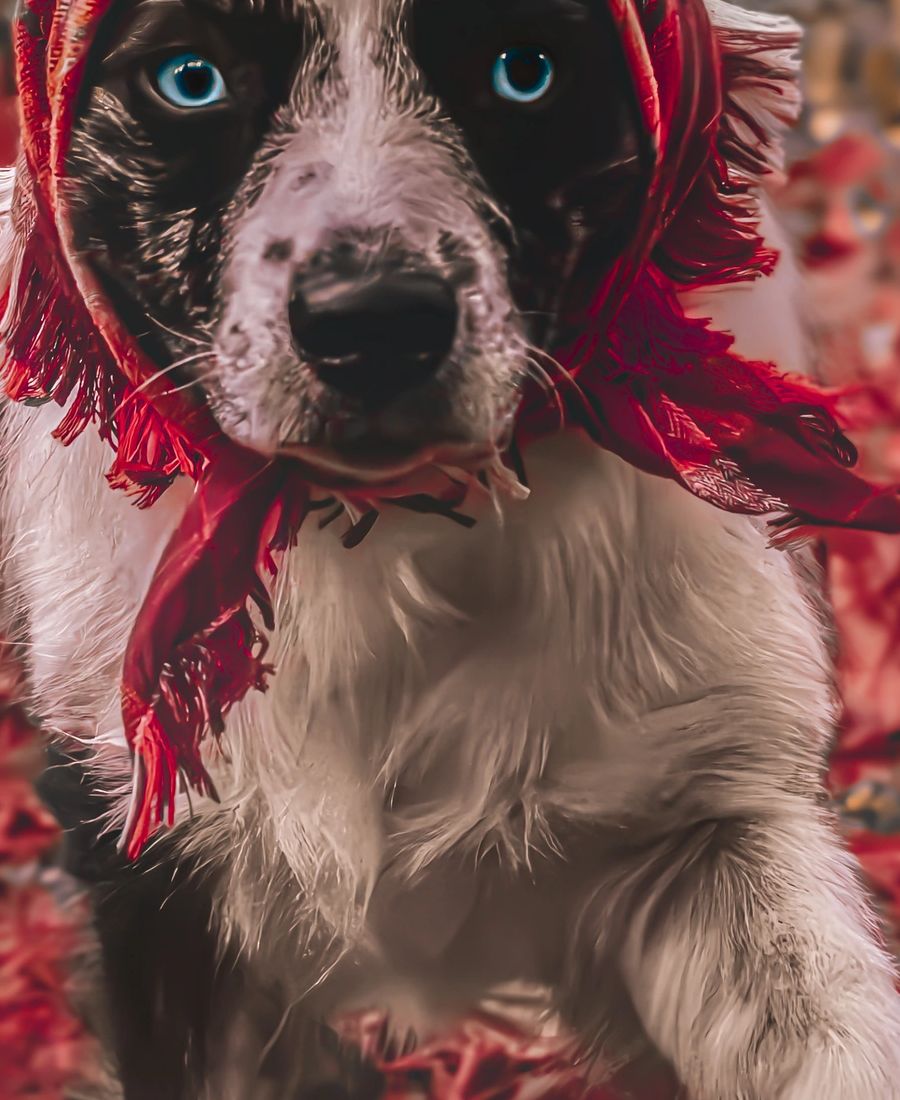Dog wearing a scarf accessory