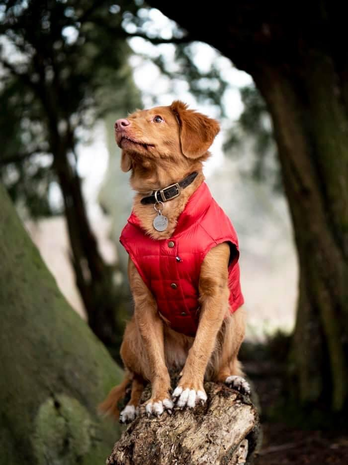 Black schnauzer in a red Pupwear hoodie