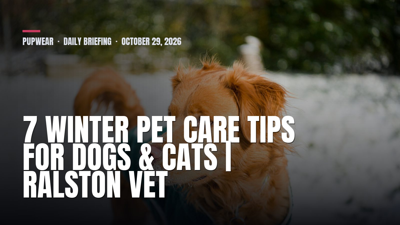Pupwear daily briefing: 7 Winter Pet Care Tips for Dogs & Cats | Ralston Vet
