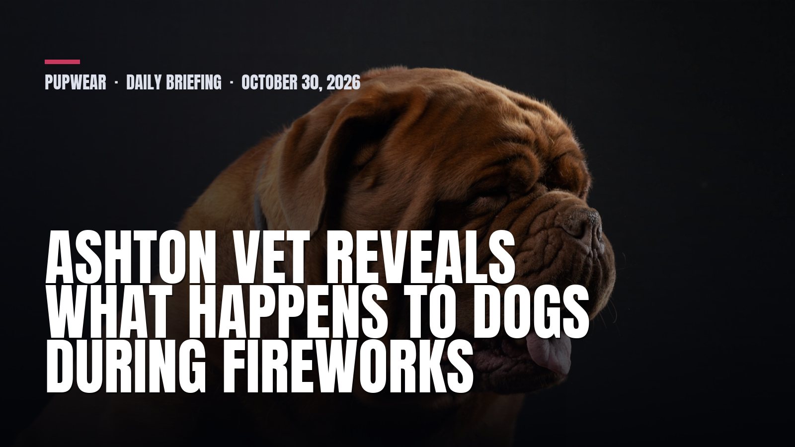 Pupwear daily briefing: Ashton vet reveals what happens to dogs during fireworks