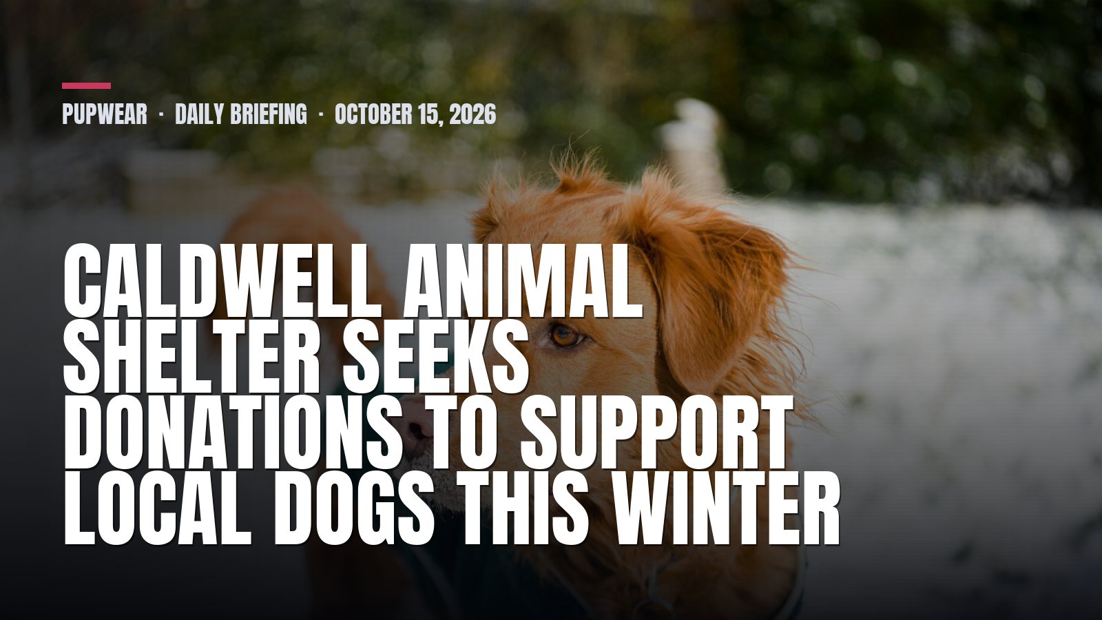 Pupwear daily briefing: Caldwell Animal Shelter Seeks Donations To Support Local Dogs This Winter