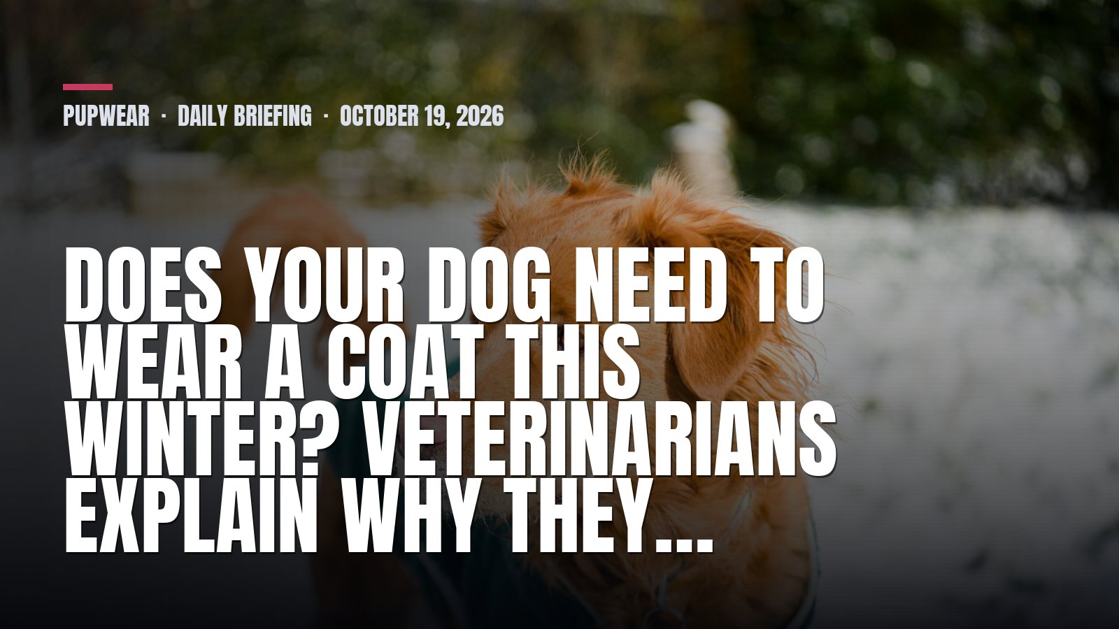 Pupwear daily briefing: Does your dog need to wear a coat this winter? Veterinarians explain why they…