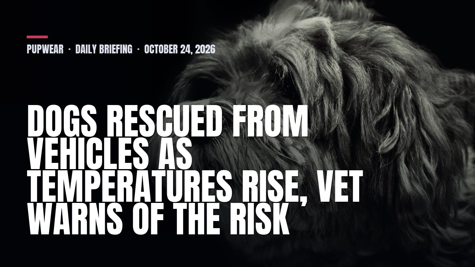 Saturday Dog Briefing: Dogs rescued from vehicles as temperatures rise, vet warns of the risk