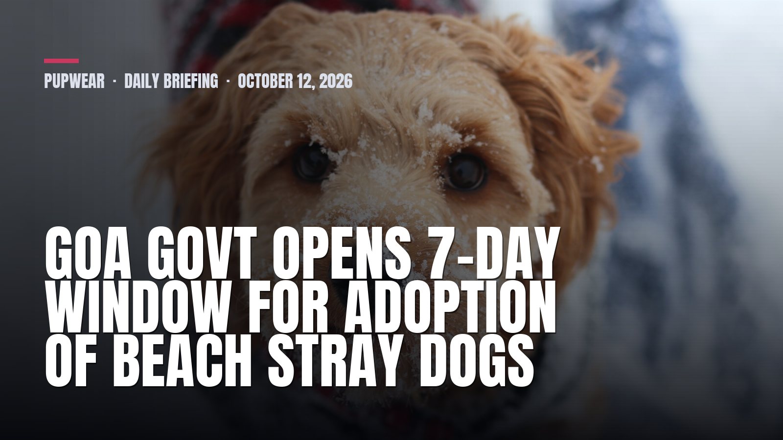 Pupwear daily briefing: Goa Govt Opens 7-Day Window for Adoption of Beach Stray Dogs