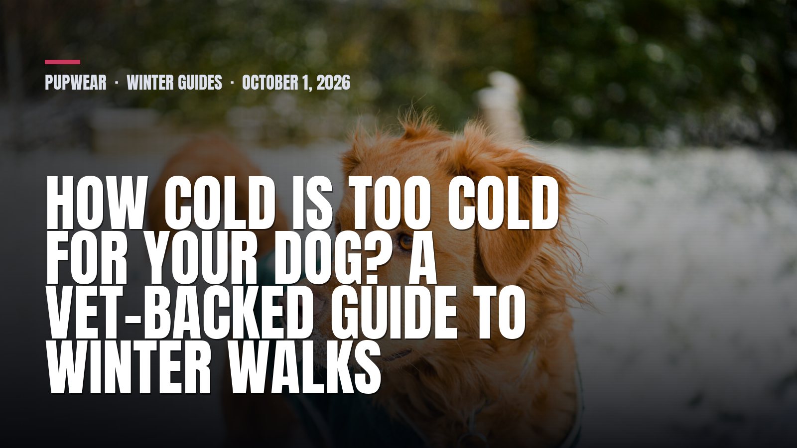 How Cold Is Too Cold for Your Dog? A Vet-Backed Guide to Winter Walks