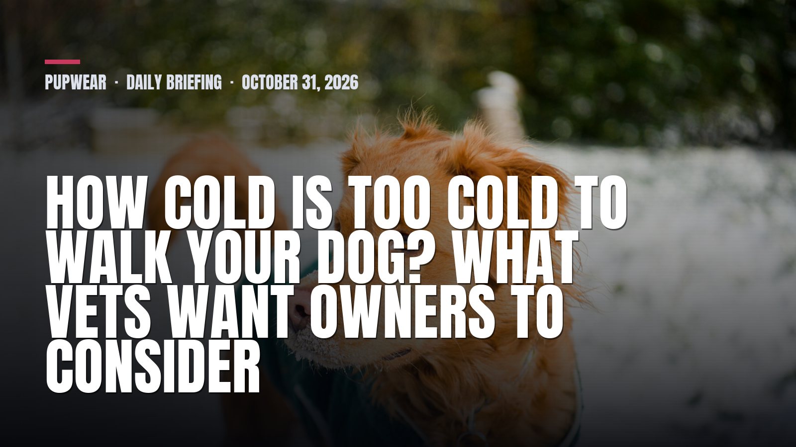 Pupwear daily briefing: How Cold Is Too Cold to Walk Your Dog? What Vets Want Owners to Consider