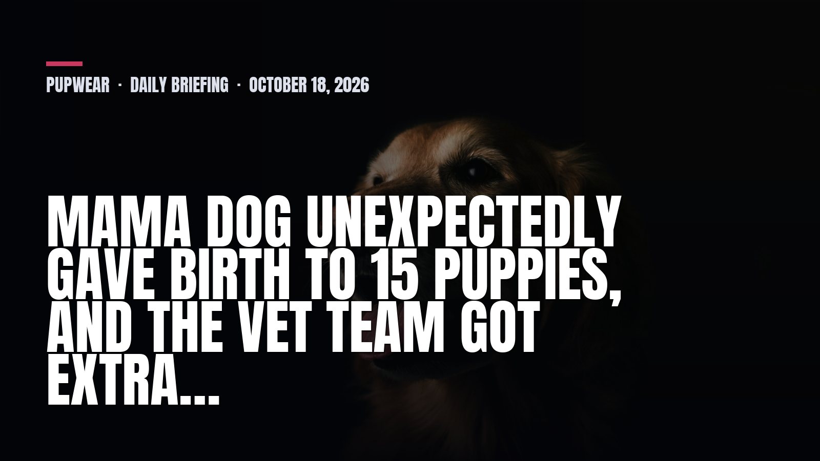 Pupwear daily briefing: Mama Dog Unexpectedly Gave Birth to 15 Puppies, and the Vet Team Got Extra…