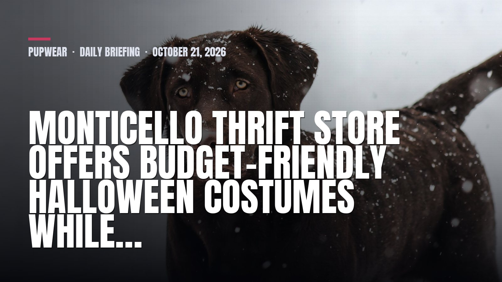 Wednesday Dog Briefing: Monticello thrift store offers budget-friendly Halloween costumes while…
