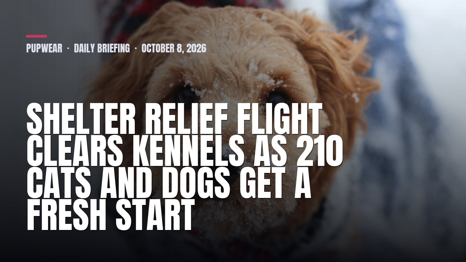 Thursday Dog Briefing: Shelter relief flight clears kennels as 210 cats and dogs get a fresh start