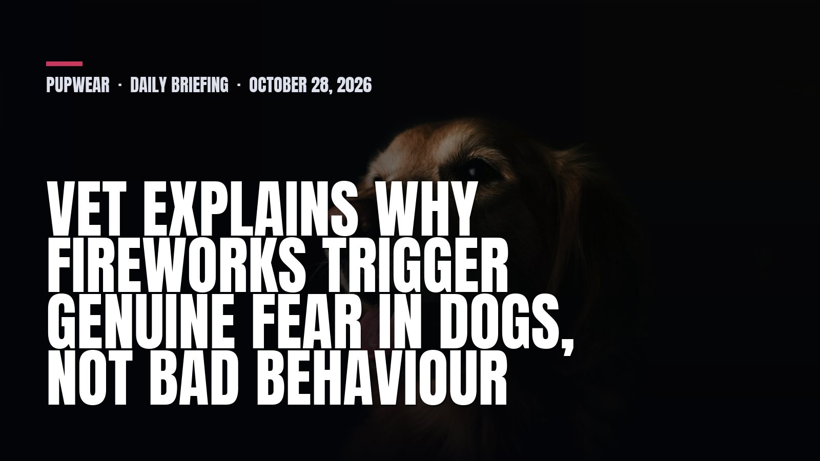 Pupwear daily briefing: Vet explains why fireworks trigger genuine fear in dogs, not bad behaviour