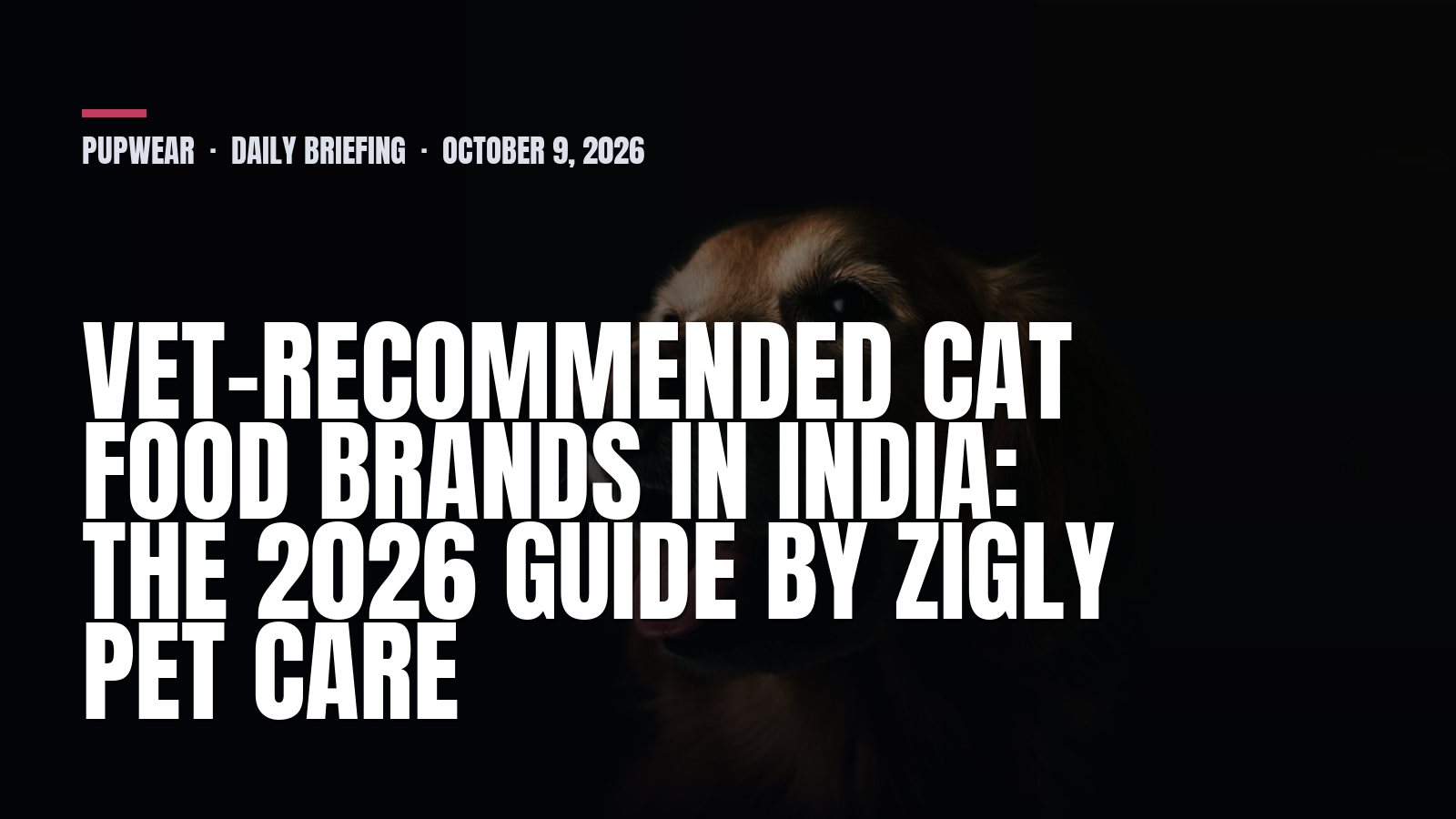 Friday Dog Briefing: Vet-Recommended Cat Food Brands in India: The 2026 Guide by Zigly Pet Care