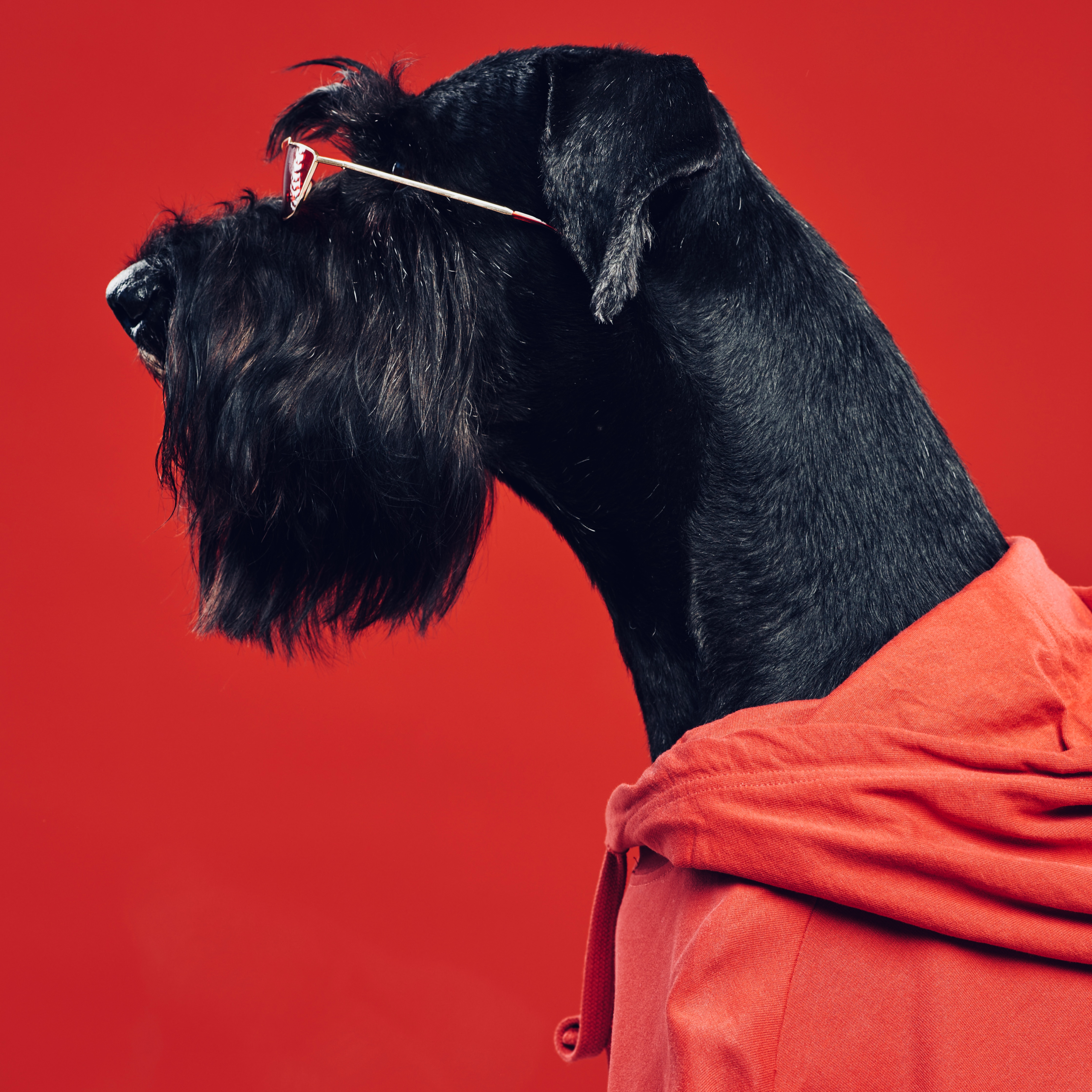 Cool black dog in hoody