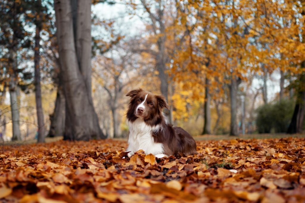 What dog people need to know